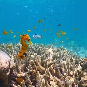 Fotoğraf Baloncuk: Resifin Mucizeleri