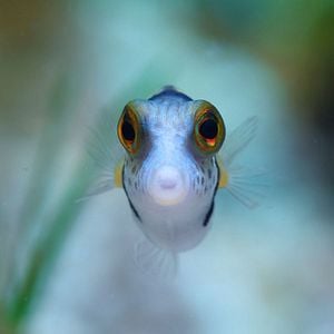 Fotoğraf Baloncuk: Resifin Mucizeleri