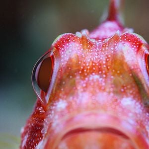 Fotoğraf Baloncuk: Resifin Mucizeleri