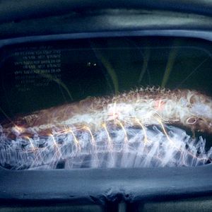 Fotoğraf Falling Skies