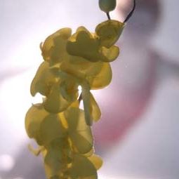 Fotoğraf Gizli Kimya