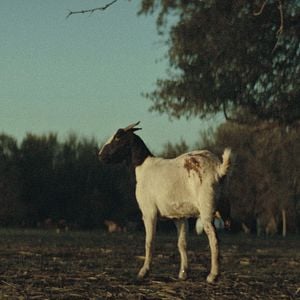 Fotoğraf The Dark and the Wicked