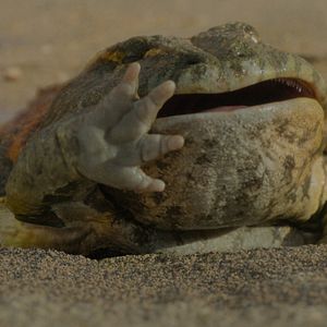 Fotoğraf Prehistoric Planet