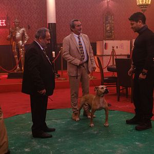 Fotoğraf Dikkat Köpek Var