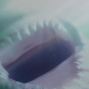 Fotoğraf Shark Waters