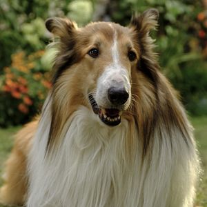 Fotoğraf Lassie: Yepyeni Bir Macera