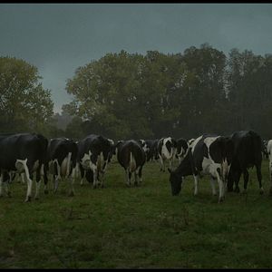 Fotoğraf La vaca que cantó una canción sobre el futuro