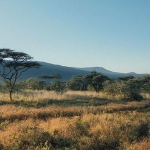 Fotoğraf Thabo - Das Nashorn-Abenteuer