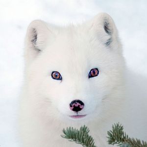 Fotoğraf Kina & Yuk : renards de la banquise