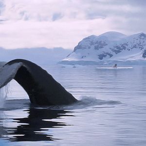 Fotoğraf Kina & Yuk : renards de la banquise