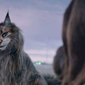 Fotoğraf Chien & Chat