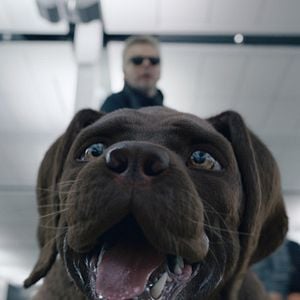 Fotoğraf Chien & Chat