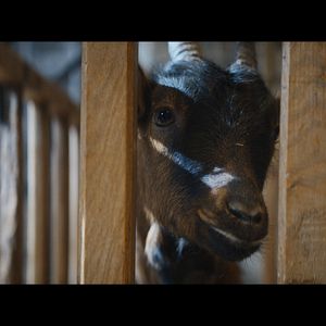 Fotoğraf Les Chèvres !