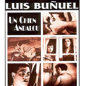 Fotoğraf Endülüs Köpeği