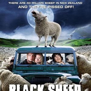 Fotoğraf Kara Koyun