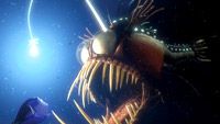 Her Akvaryum'da Bir Nemo haber görseli