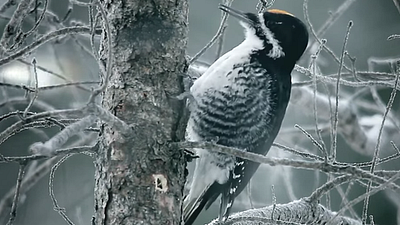 Fargo'nun İkinci Sezonundan Tadımlık Teaser Yayınlandı! haber görseli