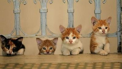 "Kedi" Box Office Listesinin Gözdesi Oldu! haber görseli