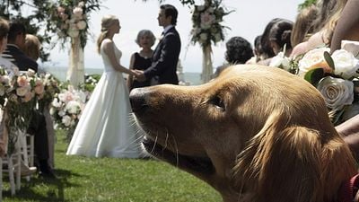 Milo Ventimiglia'lı "The Art of Racing In The Rain"den Fragman haber görseli