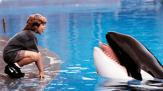 Denizlerin Özgür Devine Modern Dokunuş: "Free Willy" Efsanesi Geri Dönüyor! haber görseli