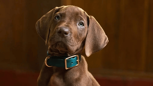 Scooby'le Tanışmaya Hazır Olun: Canlı Aksiyon "Scooby-Doo" Dizisinden İlk Teaser Yayınlandı haber görseli