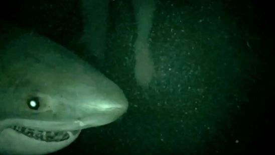 "Açık Deniz: Kafes Dalışı"ndan Gerilimli Fragman! haber görseli