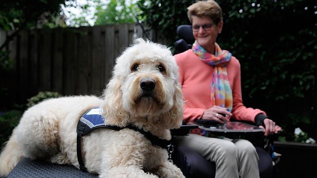Engelsiz Filmler Festivali'nde Rehber Köpekler Yer Alacak! haber görseli