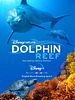 Dolphin Reef posteri