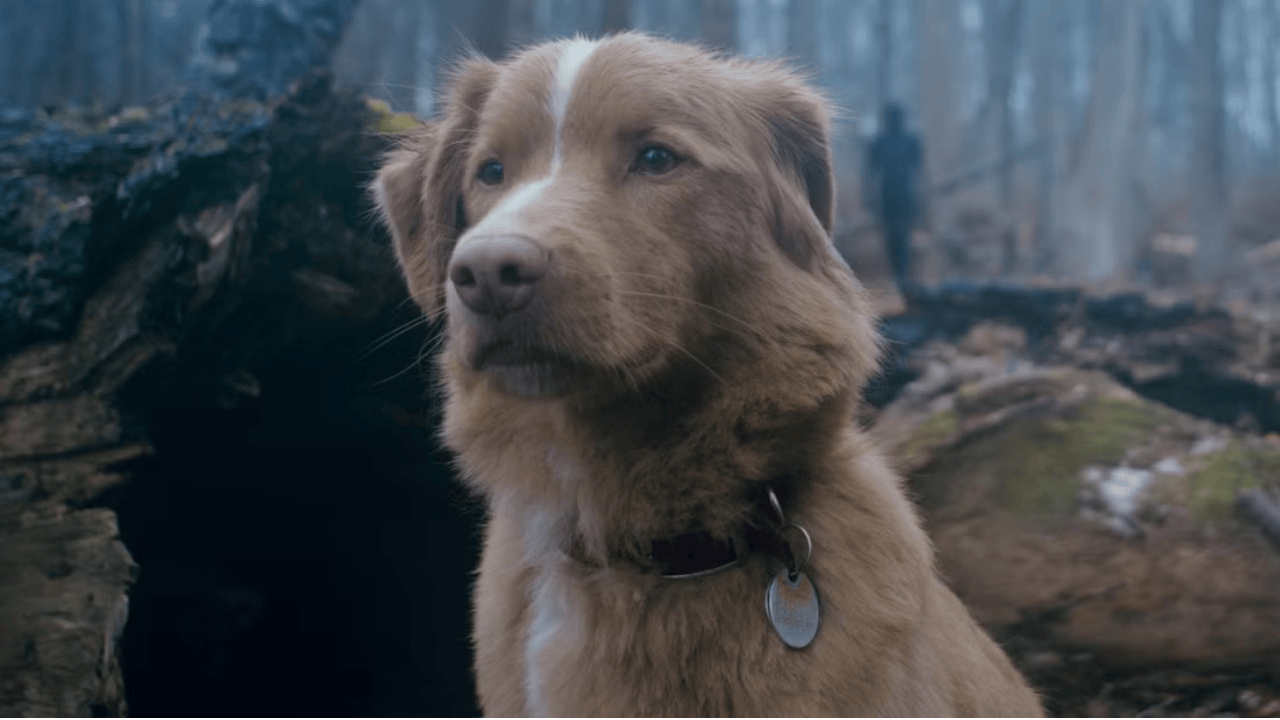 “Good Boy” Filminin Fragmanı İzleyicileri Panikletti: Google Aramaları %2000 Fırladı!