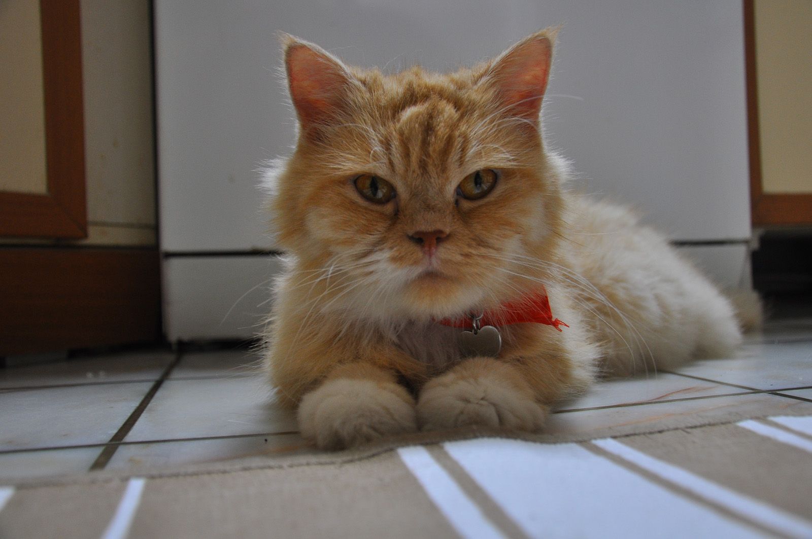 Kedi Ozledi Resimleri Fotograf 30 Beyazperde Com