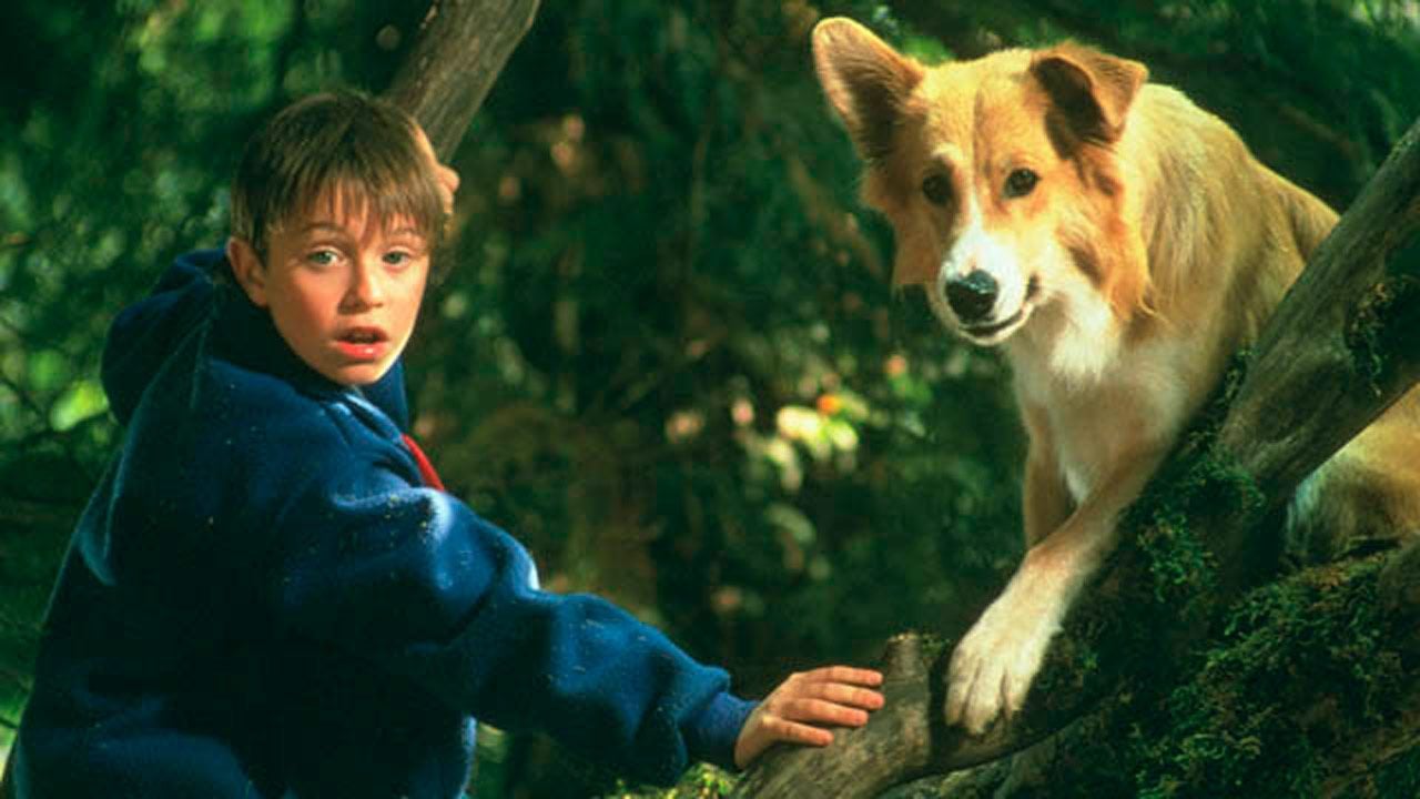 Kahraman Köpek Bingo resimleri Fotoğraf 4