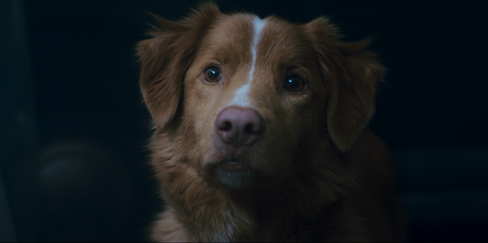 Good Boy : Fotoğraf Indy (II) 
