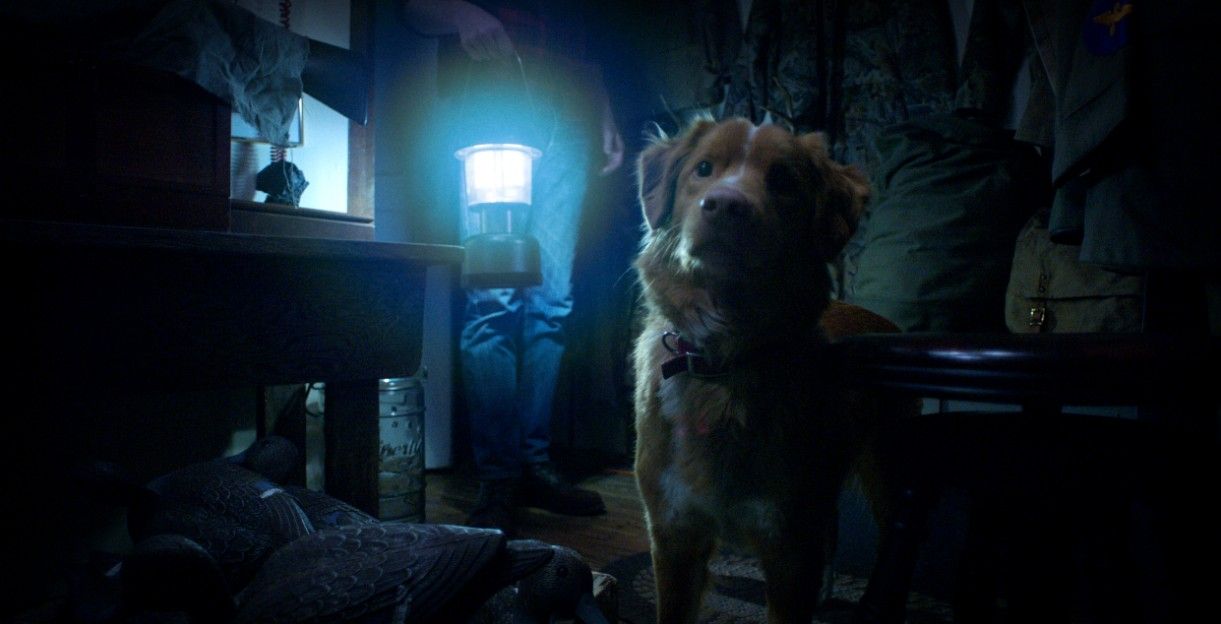 Good Boy : Fotoğraf Indy (II) 