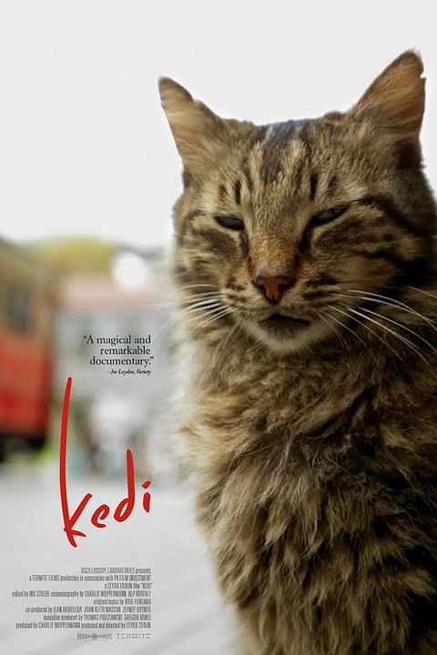 Kedi : Afiş