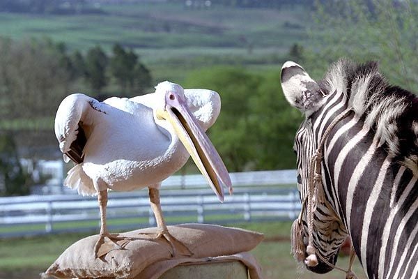 Racing Stripes : Fotoğraf Frederik Du Chau