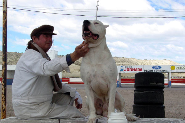 Bombon Köpek : Fotoğraf Carlos Sorín