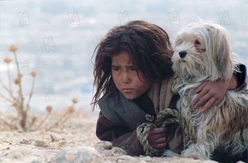 Şaşkın Köpekler : Fotoğraf Marzieh Meshkini