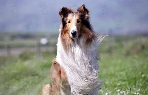 Lassie : Fotoğraf Charles Sturridge