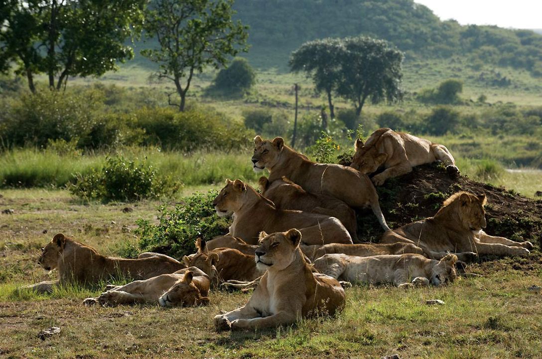 Afrika Kedileri : Fotoğraf Alastair Fothergill, Keith Scholey