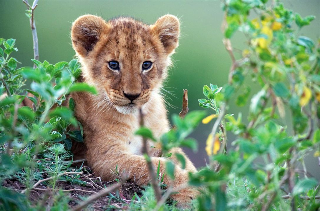 Afrika Kedileri : Fotoğraf Keith Scholey, Alastair Fothergill