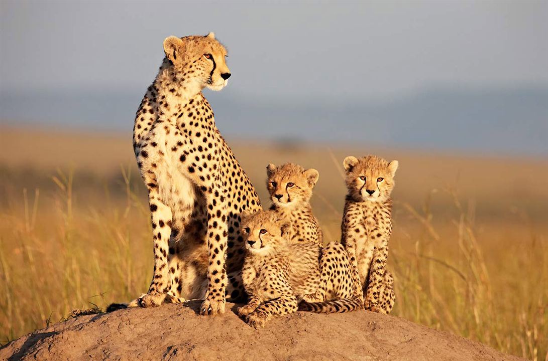 Afrika Kedileri : Fotoğraf Keith Scholey, Alastair Fothergill