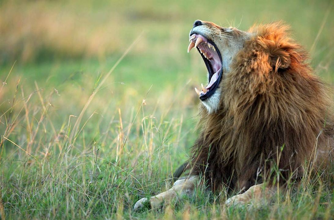 Afrika Kedileri : Fotoğraf Keith Scholey, Alastair Fothergill