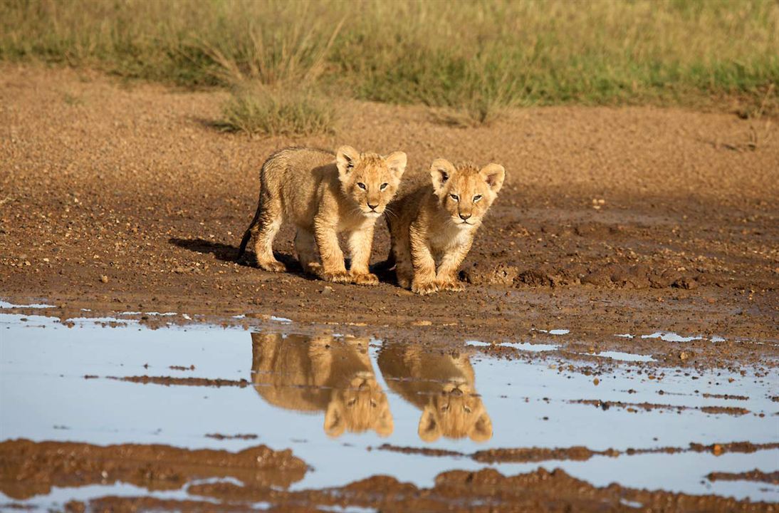 Afrika Kedileri : Fotoğraf Keith Scholey, Alastair Fothergill