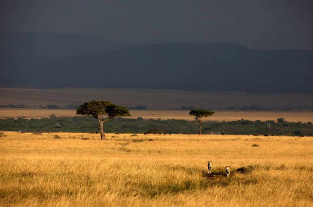 Afrika Kedileri : Fotoğraf Keith Scholey, Alastair Fothergill