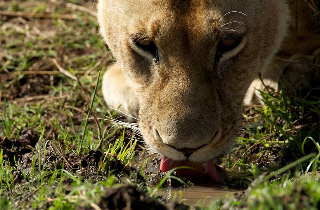 Afrika Kedileri : Fotoğraf Keith Scholey, Alastair Fothergill