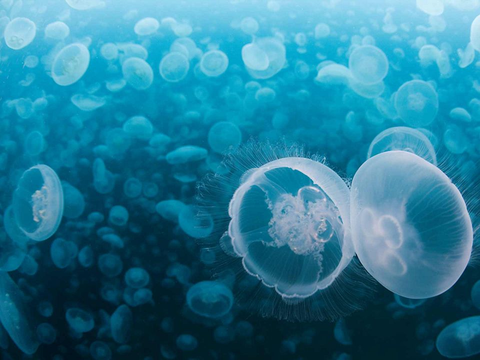 Océans : Fotoğraf