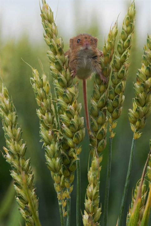 Fotoğraf Frédéric Goupil