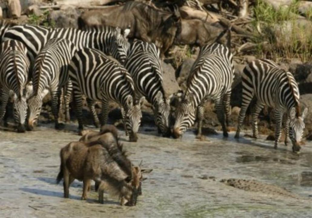 Serengeti : Fotoğraf