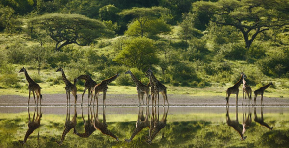 Serengeti : Fotoğraf