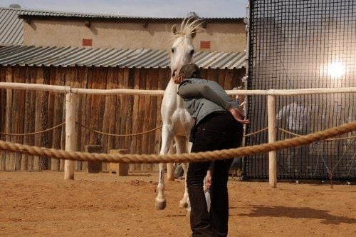 Tornado and the Kalahari Horse Whisperer : Fotoğraf